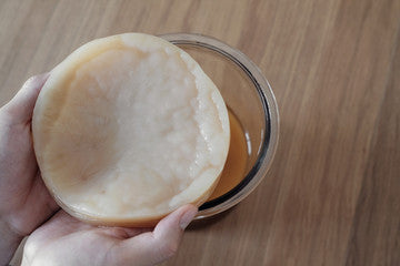 Large Scoby With 300ml of Liquid Starter tea and Easy To Use Instructions, Free Postage !